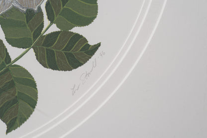 Close-up of a leaf design on a white background